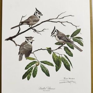 Ray Harm Pencil Signed Bridled Titmouse Print 12x15 Vintage 1976 Nature Art